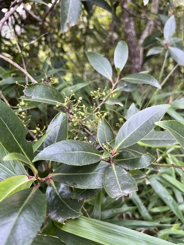 Maytenus laxiflora, photograph 5