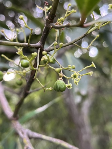 Maytenus laxiflora, photograph 6