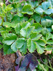 Apium prostratum denticulatum