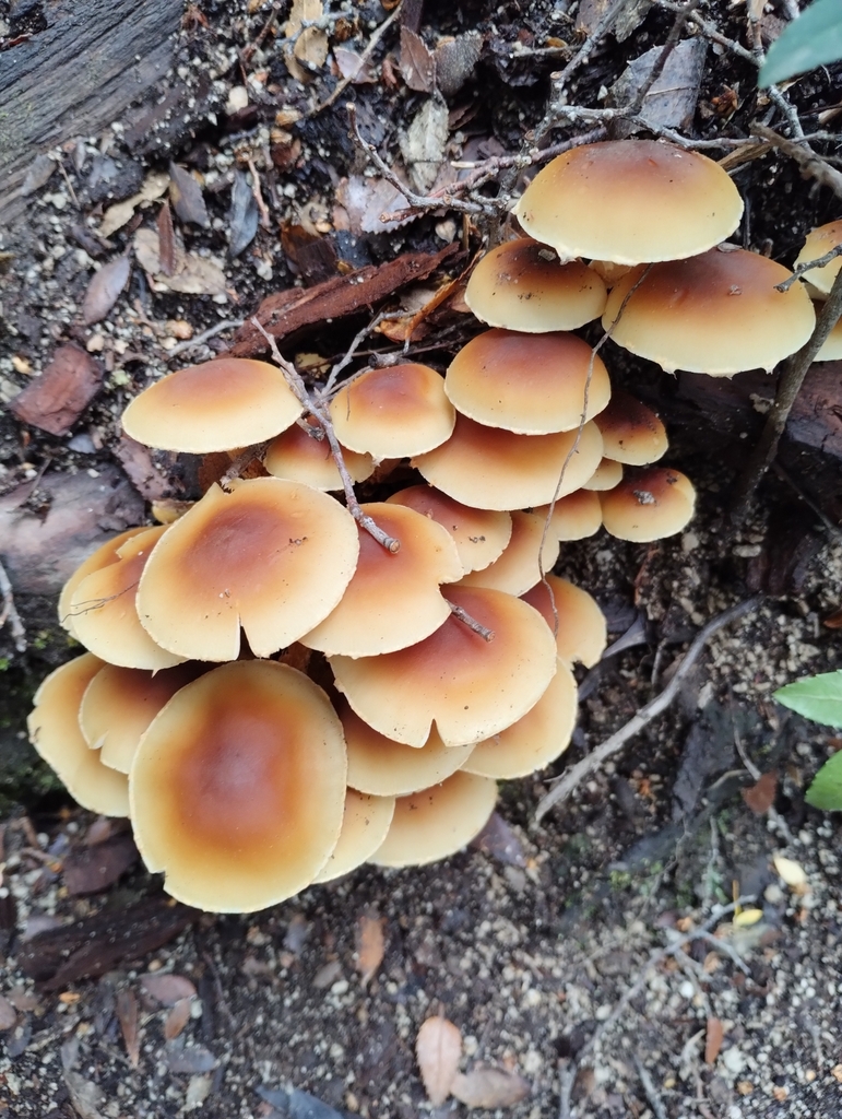 Hypholoma fasciculare · June 2023 · photo: © nicoolejnik (iNaturalist, cc-by)
