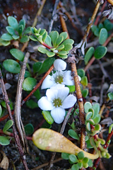 Samolus repens repens