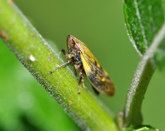 Omalophora pectoralis