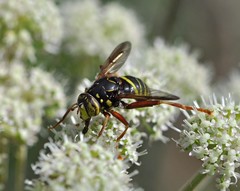 Spilomyia diophthalma