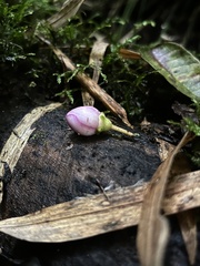 Axinaea scutigera, photograph (c) Nicolás Baresch Uribe, some rights reserved (CC BY)