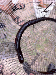 Siren intermedia