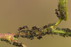 Callipterinella tuberculata