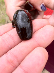 Siren intermedia