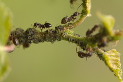 Callipterinella tuberculata