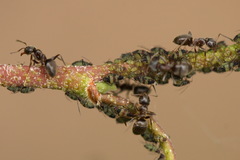 Callipterinella tuberculata