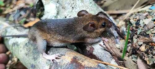 Bolivar rice rat (Transandinomys bolivaris) — Least Concern Mammalia