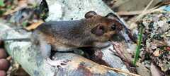 Bolivar Rice Rat photo 1