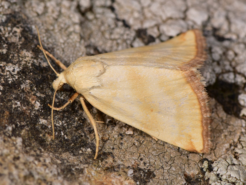 Aegle semicana