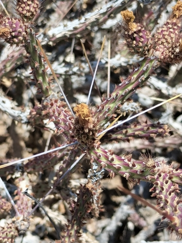 Image of Cylindropuntia tesajo by no rights reserved