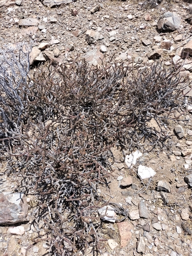Image of Cylindropuntia tesajo by no rights reserved