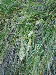 Poa chathamica