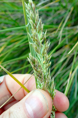 Poa chathamica