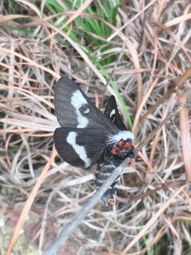 Grote's buckmoth photo 4