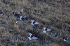 Leucosticte arctoa