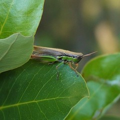 Bermius brachycerus