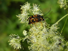 Strangalia attenuata