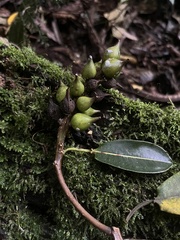 Sapium stylare, photograph (c) Nicolás Baresch Uribe, some rights reserved (CC BY)