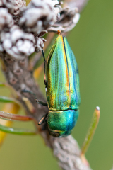 Aristosoma suturalis
