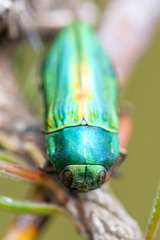 Aristosoma suturalis