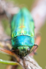 Aristosoma suturalis