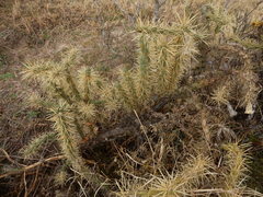 Cylindropuntia davisii