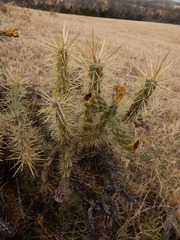 Cylindropuntia davisii