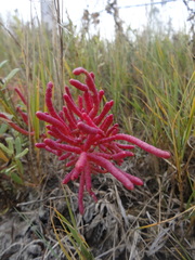 Salicornia rubra