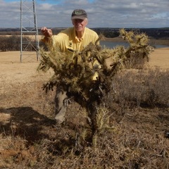 Cylindropuntia davisii
