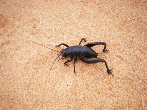 Tanner's black camel cricket photo 2