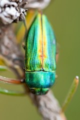 Aristosoma suturalis