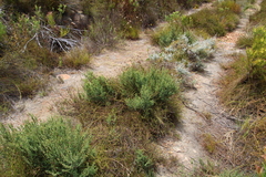 Cliffortia carinata