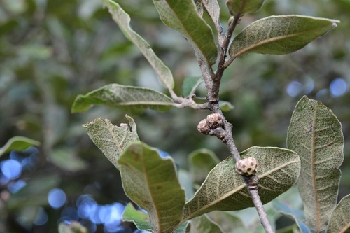 Quercus crispipilis