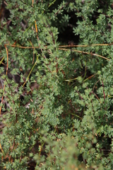 Cliffortia carinata