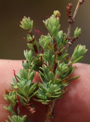 Cliffortia carinata