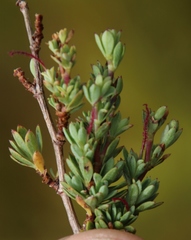 Cliffortia carinata