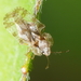 Chrysanthemum Lace Bug - Photo (c) C. Ben Schwamb, some rights reserved (CC BY), uploaded by C. Ben Schwamb