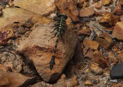 Ceratogomphus triceraticus