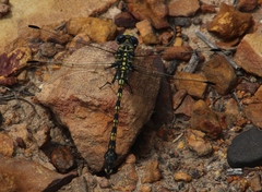 Ceratogomphus triceraticus