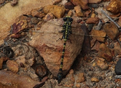 Ceratogomphus triceraticus