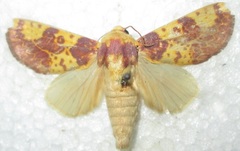 Copifrontia xantherythra