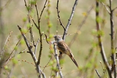 Emberiza godlewskii