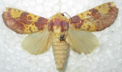 Copifrontia xantherythra