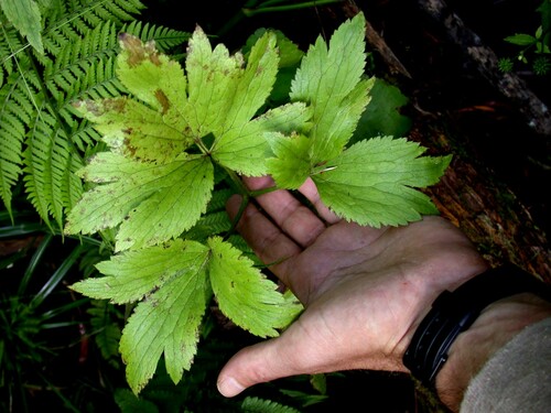 Ranunculus mauiensis observed 2003-08-11