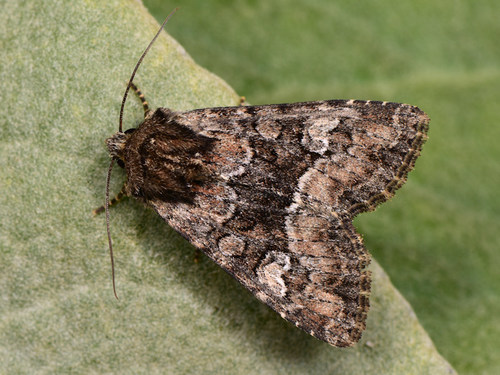 Apamea illyria Freyer, 1846