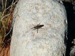 Lasiopogon quadrivittatus