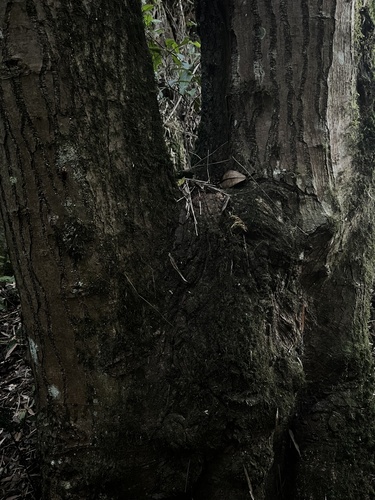 Sapium stylare, photograph 5